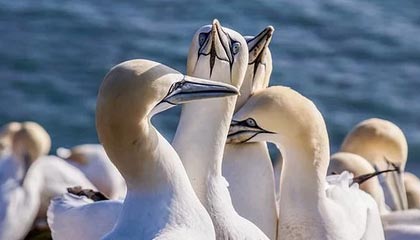 九游体育网站入口-迷你台球比赛：全民娱乐新潮流，小型台球